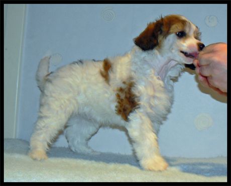 Crestnspots Brawny Bachelor