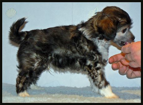 Crestnspots Causton CID Mr Barnaby