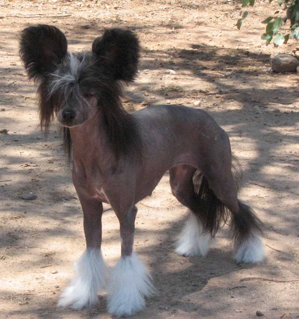 Crest-Vue Again N Again