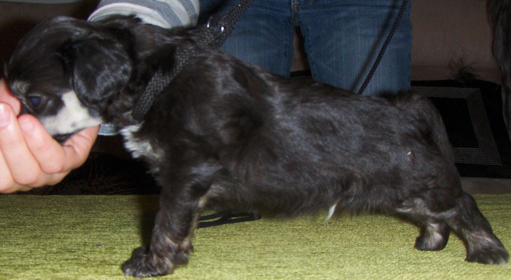 Lady's Trick Gray Codes