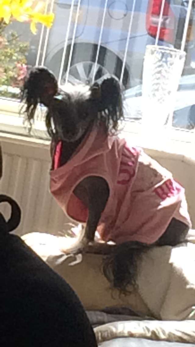 Katellibulls Touch Of Zam