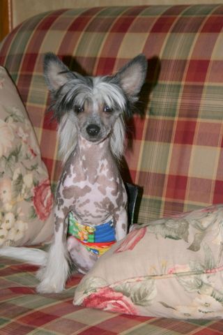 JRF-EverCrest Stop! the Presses