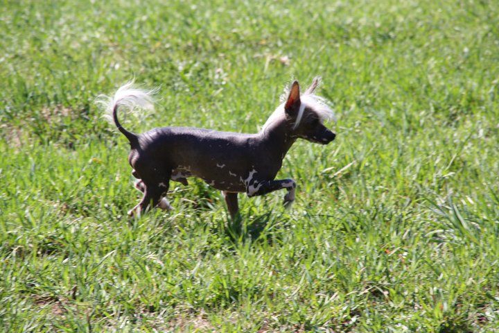 Casa Del Caboom's Devil in Disguise