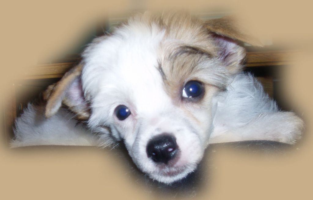 Casa Del Caboom's King Creole