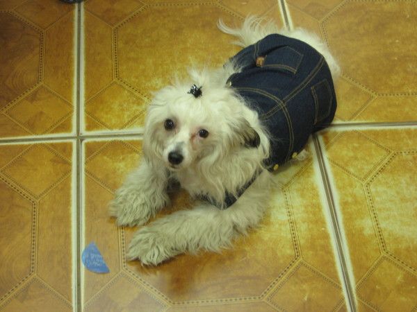 Amelia Belosnejnoe Chydo