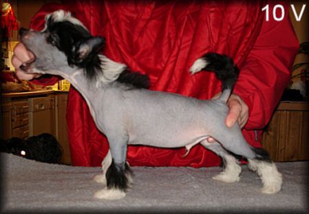 Blue Wing's Handsome Hunk