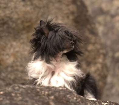 CH Jewels Serious Business at BoulderCrest