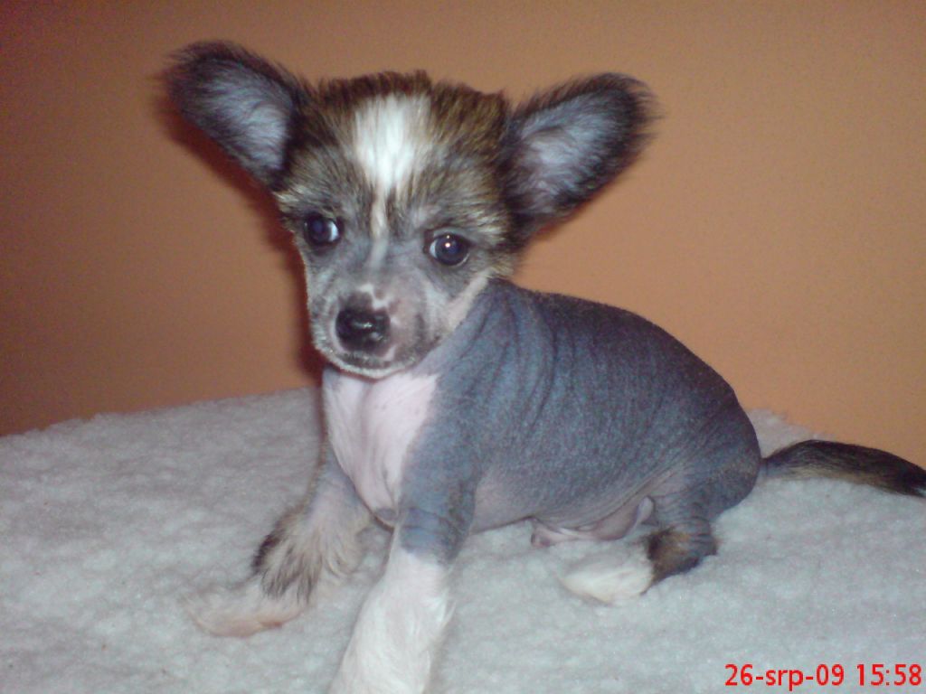 Dexter Cechovo kvitko