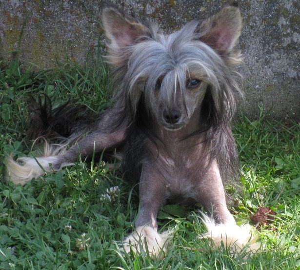 Question of Faith Al Maarii Sapphire