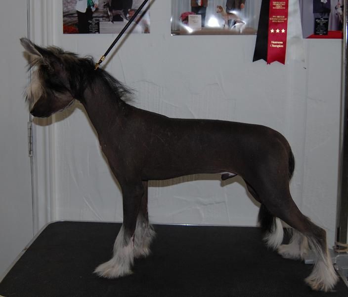 Crestyle Flight Simulator HL 