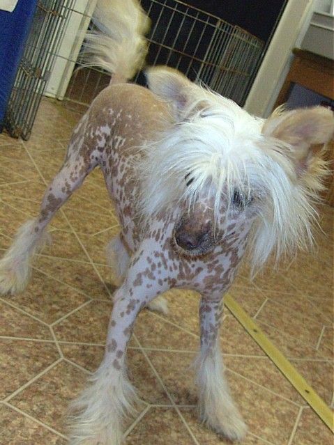 Show'NTells Cowgirl Cassinova Hl