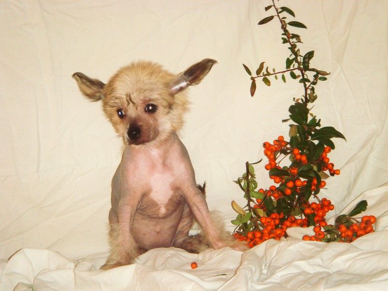 Primadonna de Fageiro