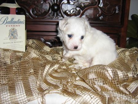 Salma-white Capo-vaticano 