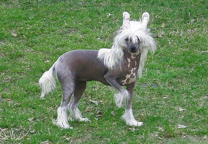 Suzi-blu Capo-vaticano