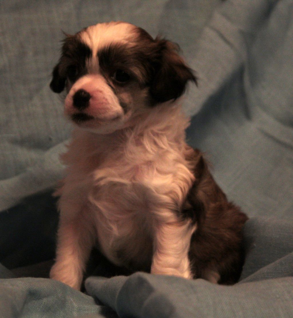 Britany Die Chin Fantazy Night