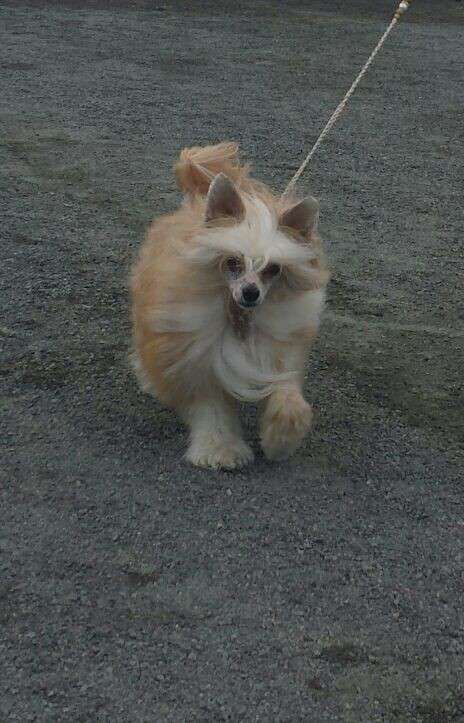 Joyway's Lady Nikita