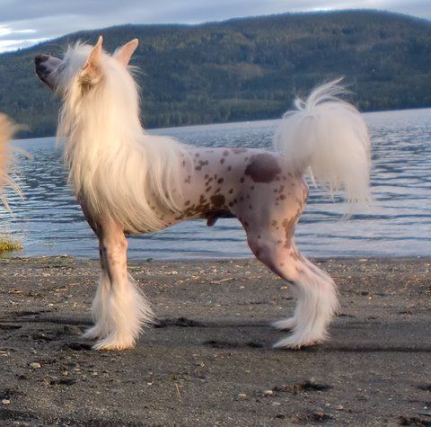 Ariege Silver Decoroso