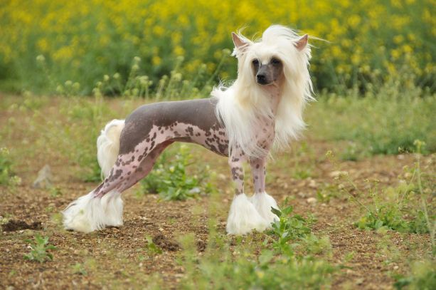 MultiCh. Adenike Amazing Decoroso