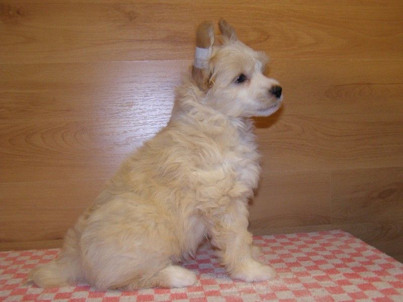 Leonardo Teddy Blond