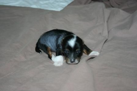 Doggielands Dogs Mama's Copy