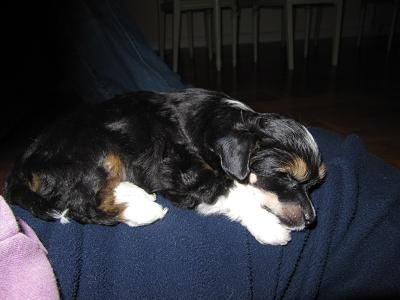 Doggielands Dogs Teddybear