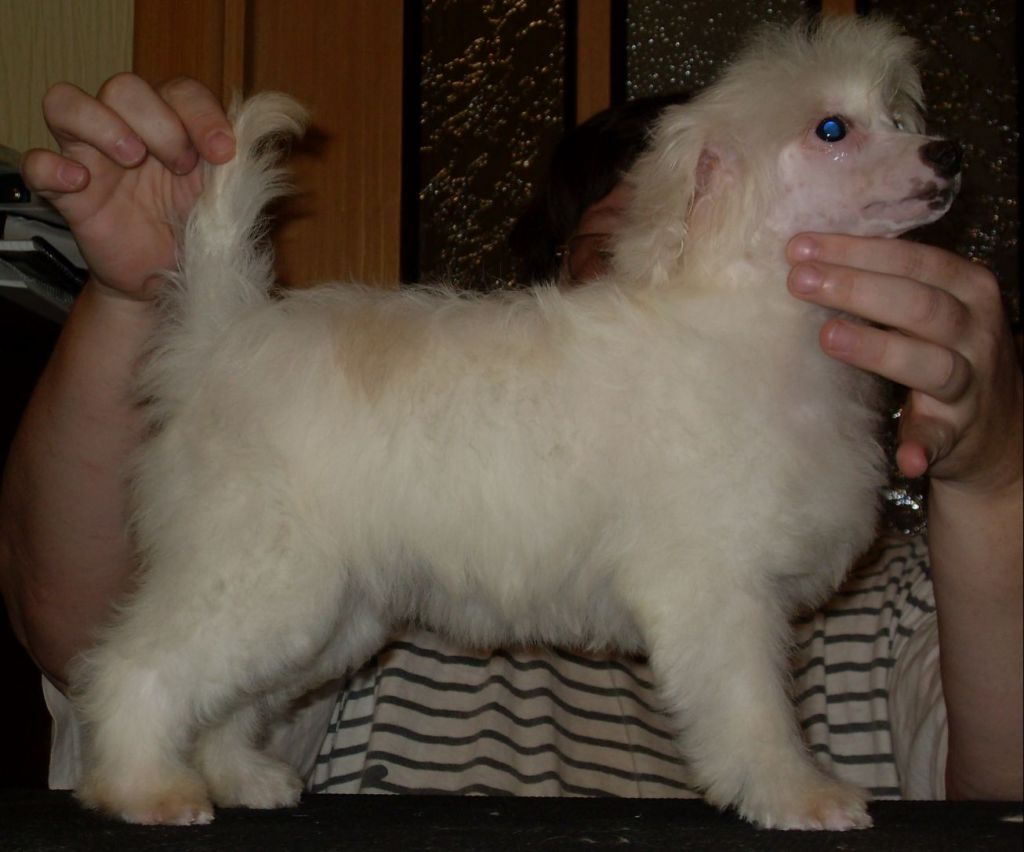 Fancy Style Lebedushka