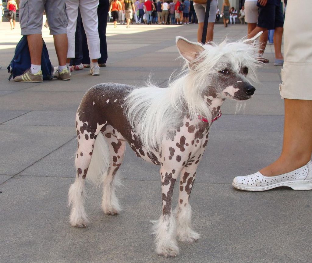 Fancy Style Klementina