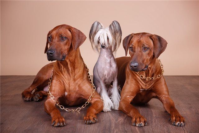 Olegro Katrin Red Hot Line Liona