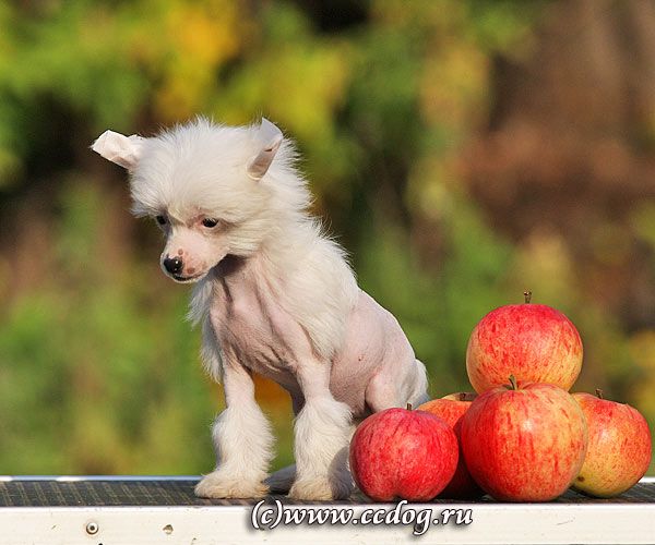 Olegro Katrin Rakita