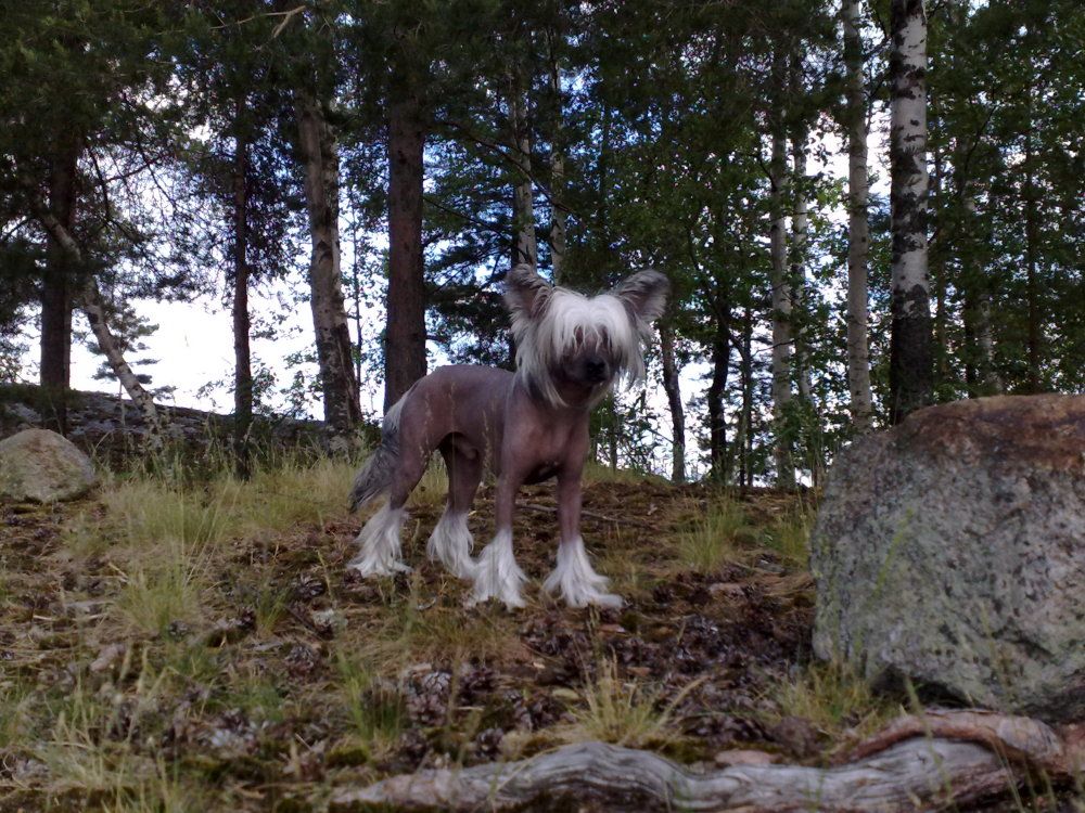 Meadowwood's Exalted Envoy 