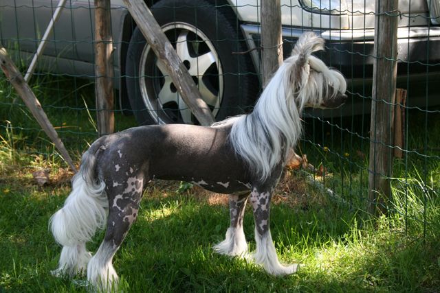 Meadowwood's Eden Efiella 