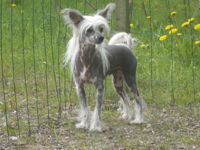 Meadowwood's Surprise Love