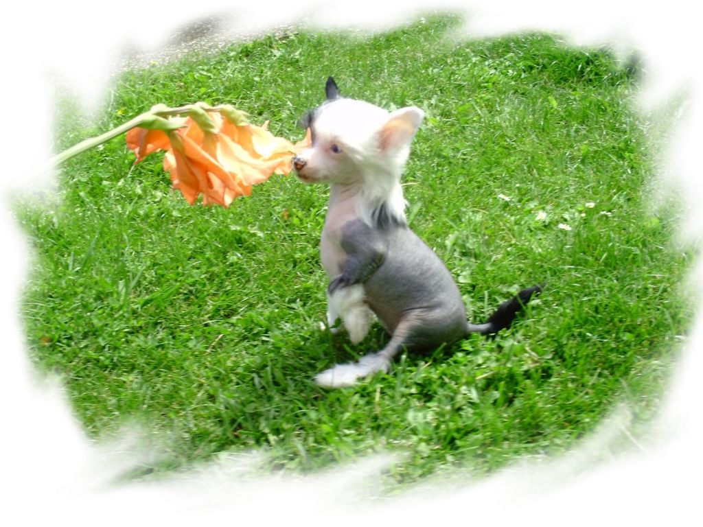 Easy Sunshine de l'Eden des Cherubins