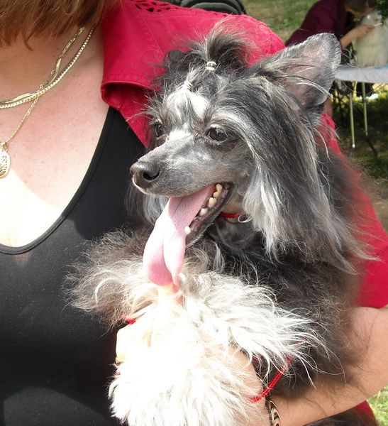 Margarita Morena Mali Zmaj