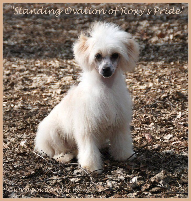 Standing Ovation of Roxy's Pride