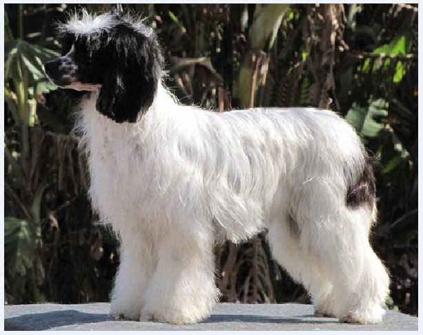 Smell of Success of Roxy's Pride