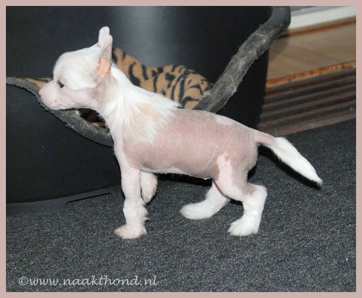 Sweet Revenge of Roxy's Pride