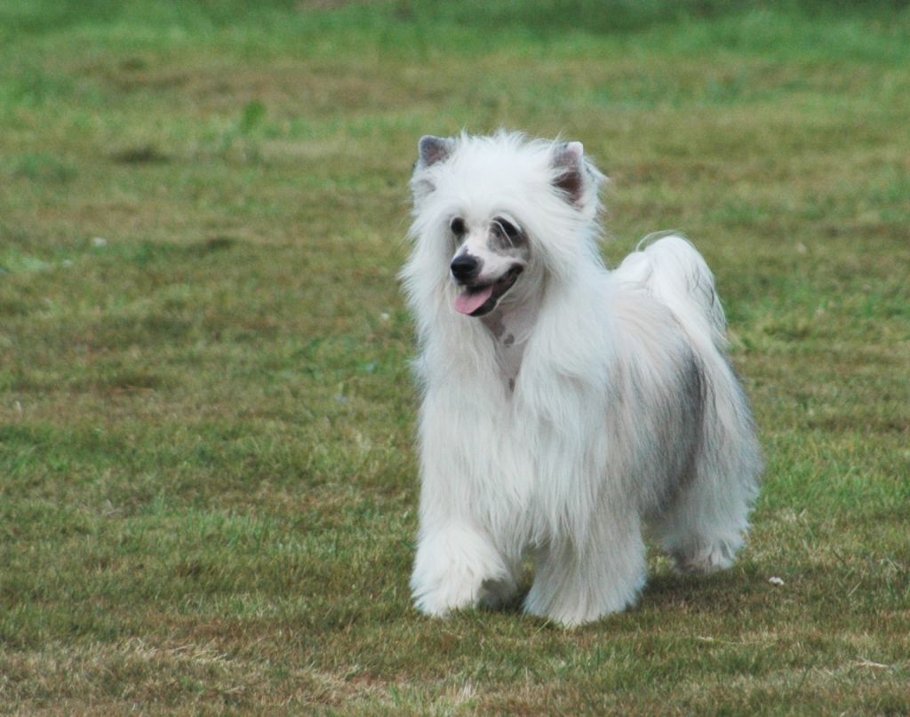 Hollywood Little Champs