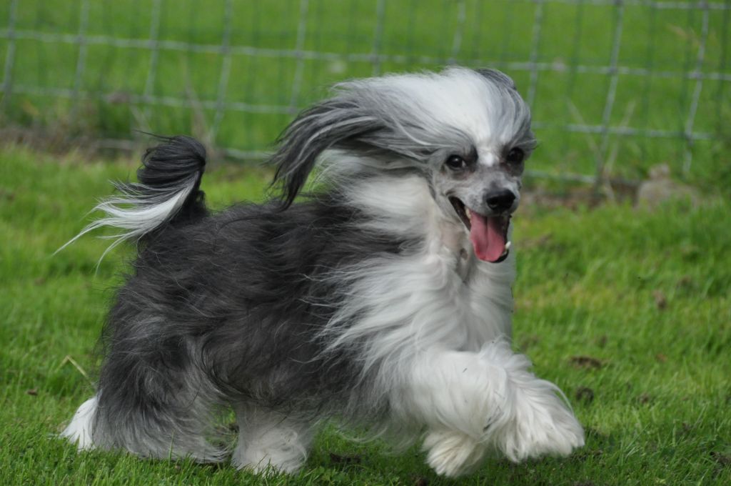 Ham'Lou Little Champs