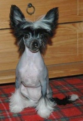 Reject's Eleventh Exclusive Venus