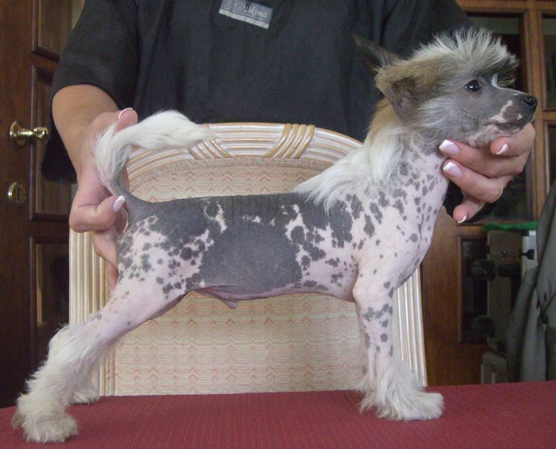 Hobbes Little Champs