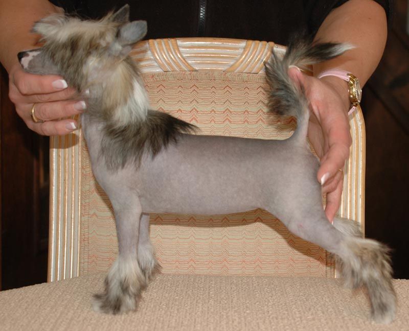 Harmony Little Champs