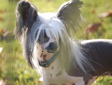 Heliot Little Champs