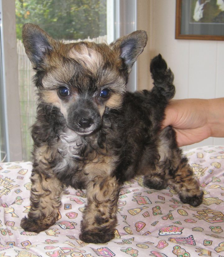 Jewels Gotcha Funky Monkey