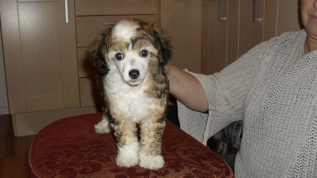 Zaffe's Tigresse Finesse