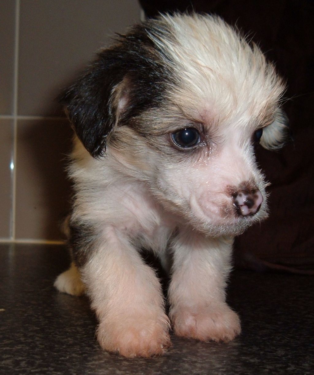 Didbairn Outlaw Child