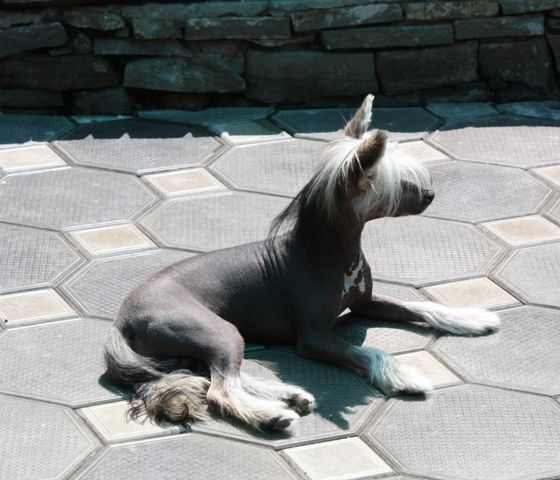 True Magnifisen Olaf Surprise from Koko