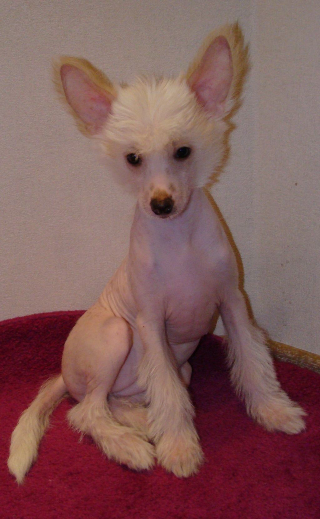 True Magnifisen Paula Ledy My Dream 