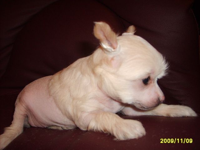 Orero Lovely Ivory in Honey 