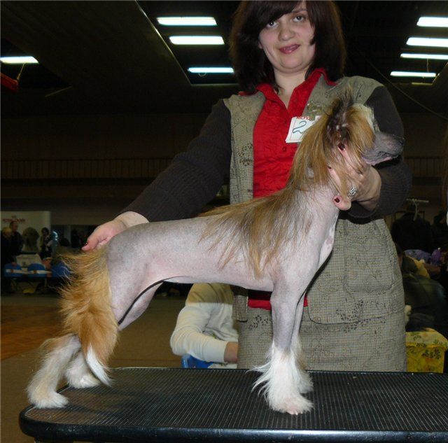 Ee Velichestvo ot Volnogo Psa 